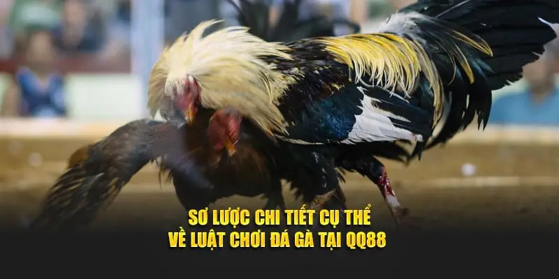 Sơ lược chi tiết cụ thể về luật chơi đá gà tại QQ88