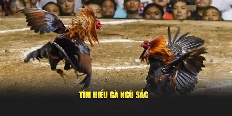 Tìm hiểu gà ngũ sắc